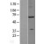 Western Blot: ZDHHC17 Lysate [NBL1-18003] - Western Blot experiments. 
Left-Control; Right -Over-expression Lysate for ZDHHC17